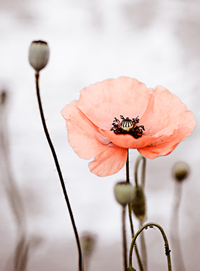 Beautiful Flowers